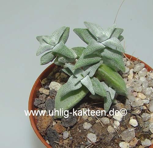 Crassula deltoides