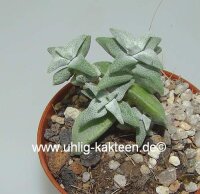 Crassula deltoides