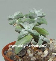 Crassula deltoides