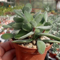 Crassula dewinteri