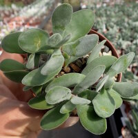 Crassula dewinteri