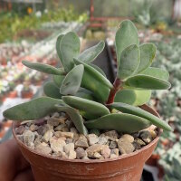 Crassula dewinteri