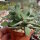 Crassula dewinteri