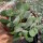 Crassula dewinteri