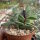 Crassula dewinteri