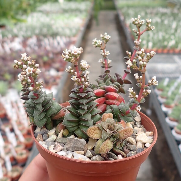 Crassula exilis v. picturata