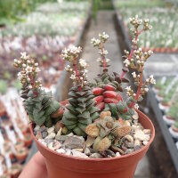 Crassula exilis v. picturata
