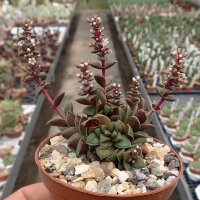 Crassula exilis v. picturata