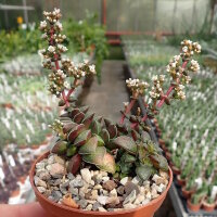 Crassula exilis v. picturata
