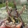 Crassula exilis v. picturata