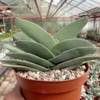 Crassula falcata