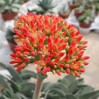 Crassula falcata