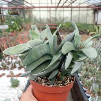 Crassula falcata
