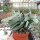 Crassula falcata