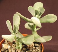 Crassula gifbergensis