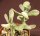 Crassula gifbergensis