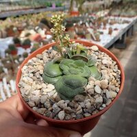 Crassula hemisphaerica
