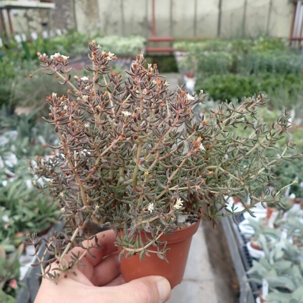 Crassula humbertii Madagaskar