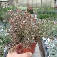 Crassula humbertii Madagaskar