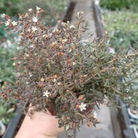 Crassula humbertii Madagaskar