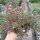 Crassula humbertii Madagaskar