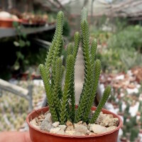 Crassula lycopodioides