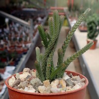 Crassula lycopodioides