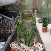 Crassula lycopodioides