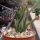 Crassula lycopodioides