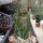 Crassula lycopodioides