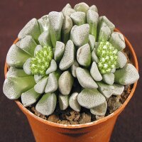 Crassula mesembryanthemopsis