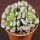Crassula mesembryanthemopsis