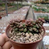 Crassula cv. Rosa Marina