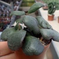 Crassula multicava