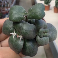 Crassula multicava