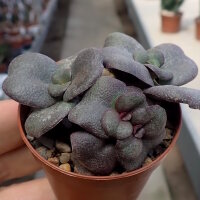 Crassula multicava