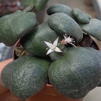 Crassula multicava