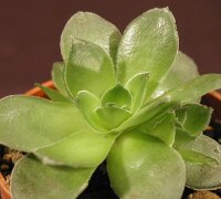 Crassula orbicularis