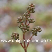 Crassula orbicularis