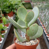 Crassula ovata cv. Blue Bird