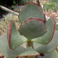 Crassula ovata cv. Blue Bird
