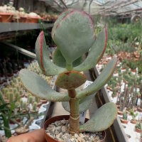 Crassula ovata cv. Blue Bird