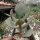 Crassula ovata cv. Blue Bird
