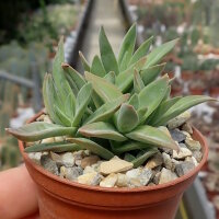 Crassula perfoliata v. heterotricha