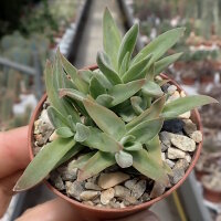 Crassula perfoliata v. heterotricha