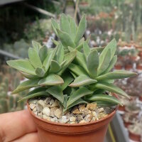 Crassula perfoliata v. heterotricha