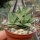 Crassula perfoliata v. heterotricha