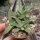 Crassula perfoliata v. heterotricha