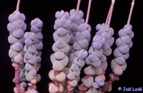 Crassula plegmatoides Port Nolloth RSA