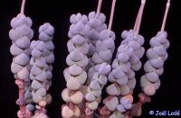 Crassula plegmatoides Port Nolloth RSA